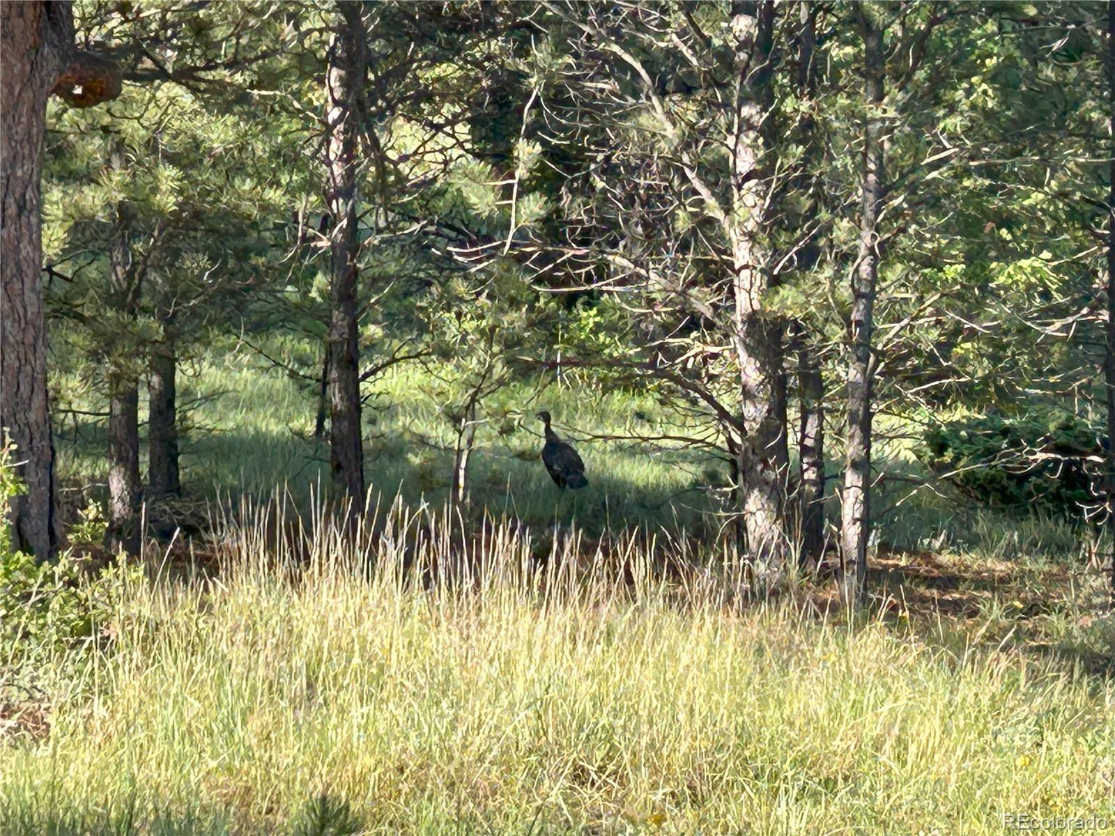 591599 Soul Shine Road Drake, CO 80515 - Photo 29 of 50