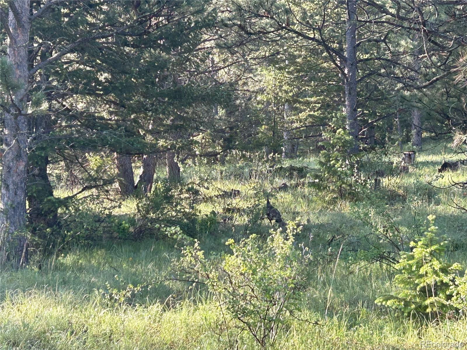 591599 Soul Shine Road Drake, CO 80515 - Photo 30 of 50