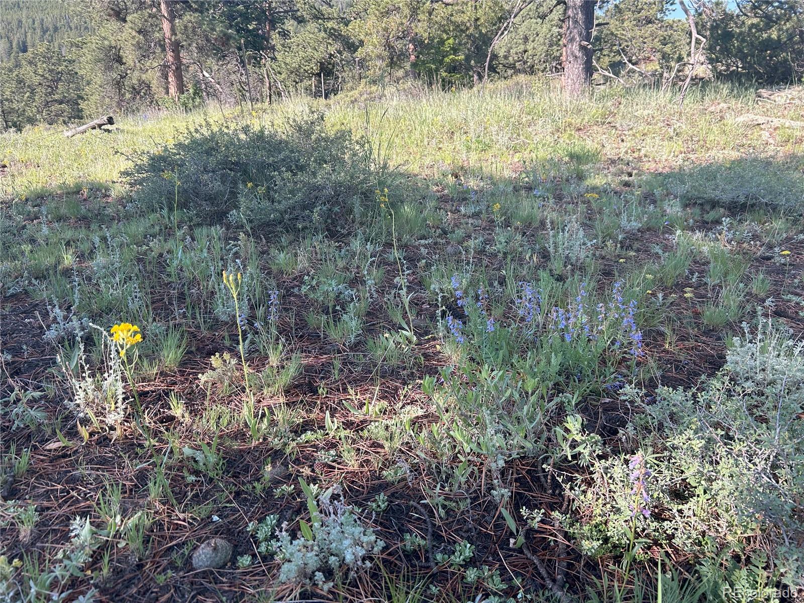 591599 Soul Shine Road Drake, CO 80515 - Photo 33 of 50 a view of a forest with trees in the background