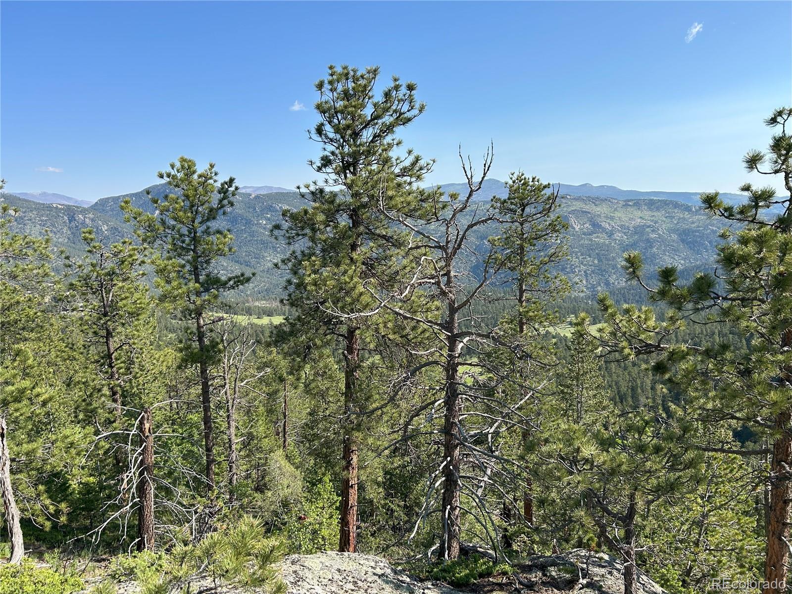 591599 Soul Shine Road Drake, CO 80515 - Photo 36 of 50 a view of a tree