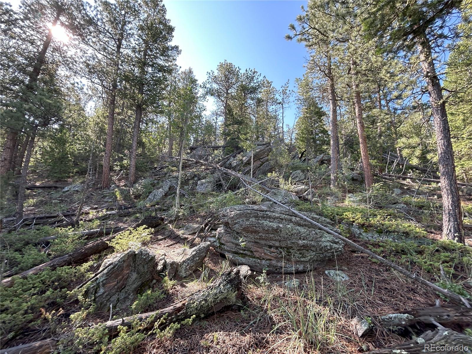 591599 Soul Shine Road Drake, CO 80515 - Photo 37 of 50 a view of a forest with trees