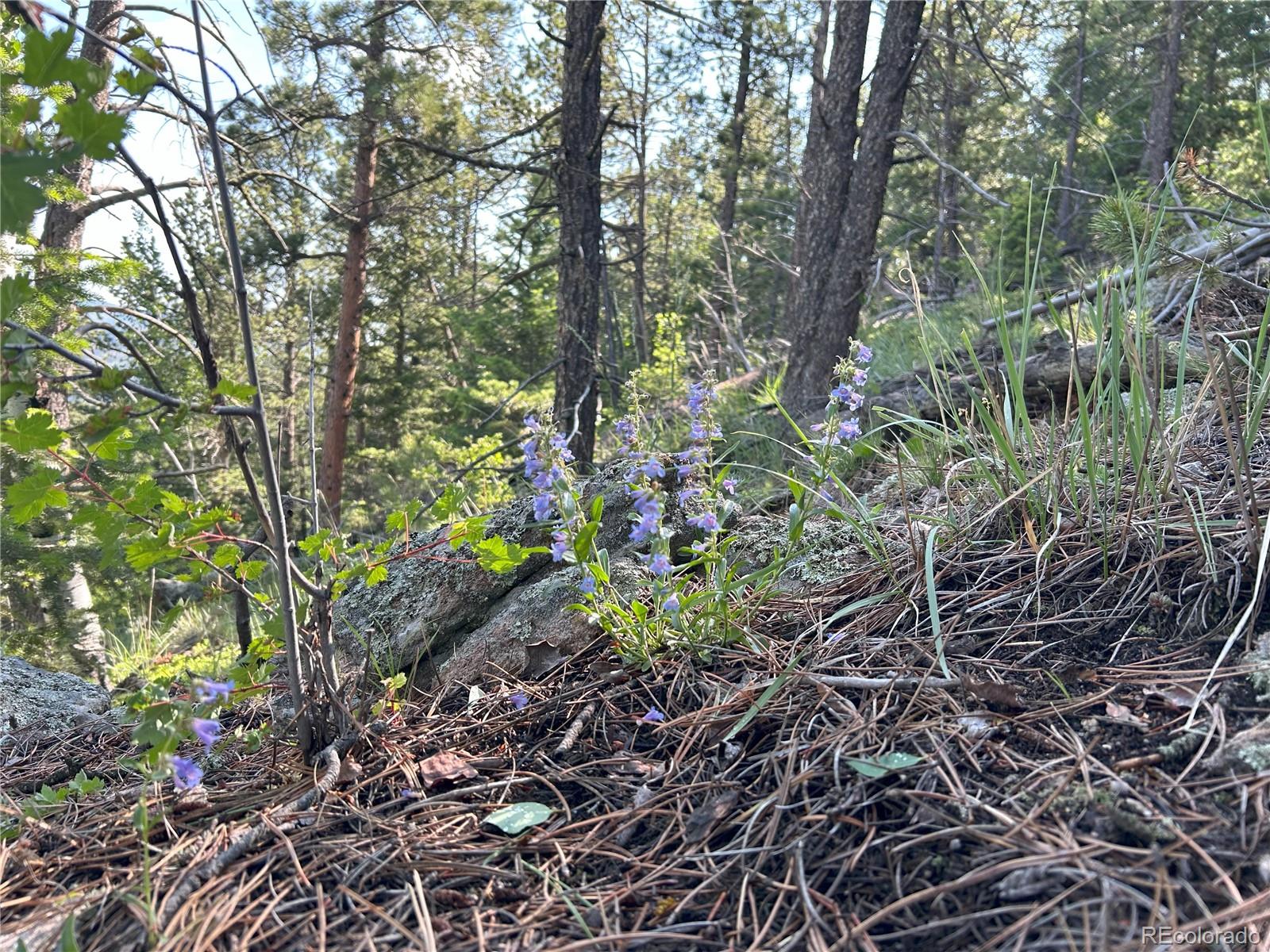591599 Soul Shine Road Drake, CO 80515 - Photo 39 of 50 a backyard of a house with lots of green space
