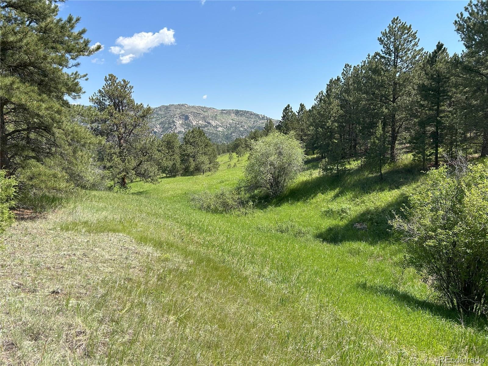591599 Soul Shine Road Drake, CO 80515 - Photo 42 of 50 a view of a green field with lots of trees