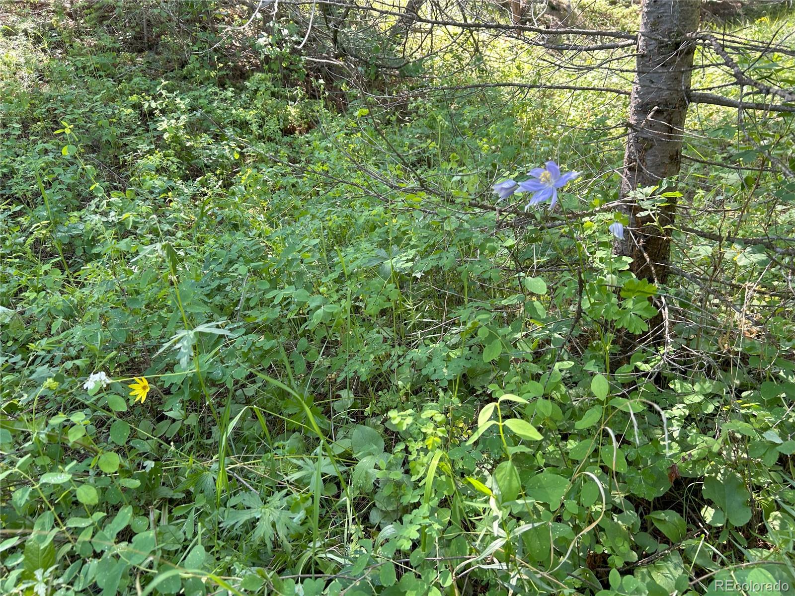 591599 Soul Shine Road Drake, CO 80515 - Photo 44 of 50 a backyard of a house with lots of green space
