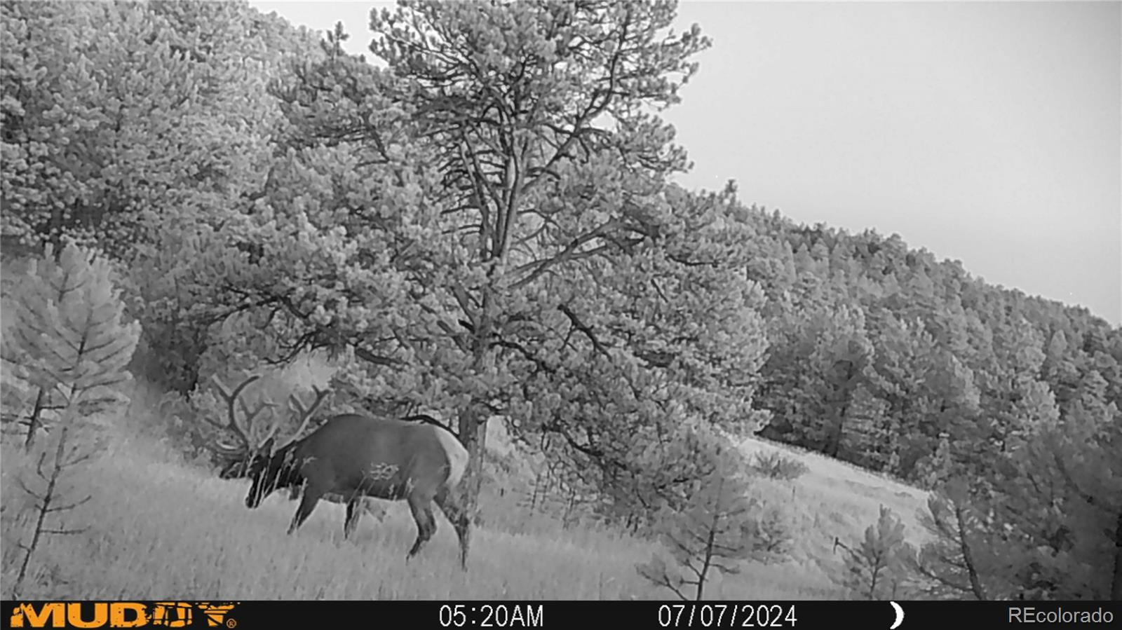 591599 Soul Shine Road Drake, CO 80515 - Photo 7 of 50 a view of a yard