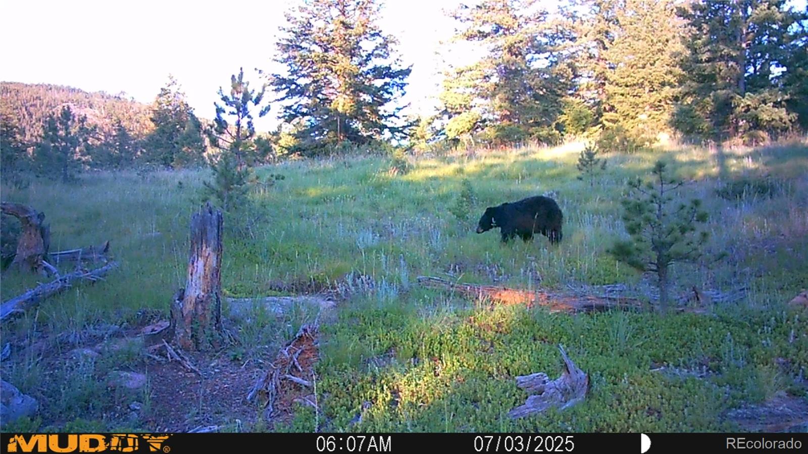 591599 Soul Shine Road Drake, CO 80515 - Photo 9 of 50 a view of a pathway both side of green field
