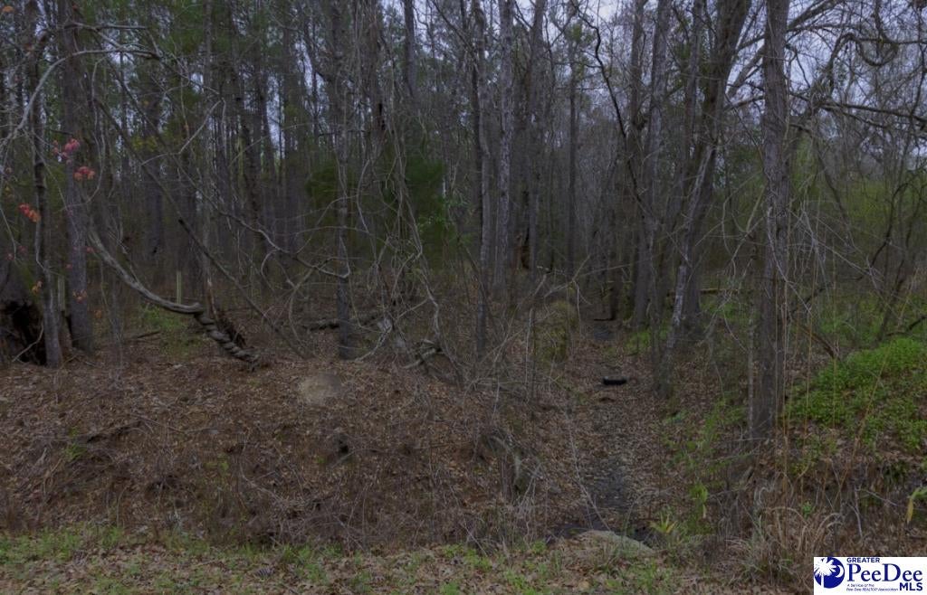 0 Spamm Road Salters, SC 29590 - Photo 5 of 6 Gallery Image 5