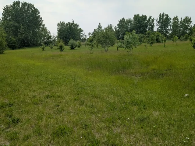 a view of field with trees in the background
