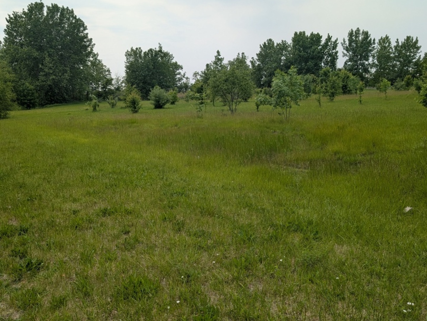 0 Gore Road Morris, IL 60450 - Photo 2 of 6 a view of field with trees in the background