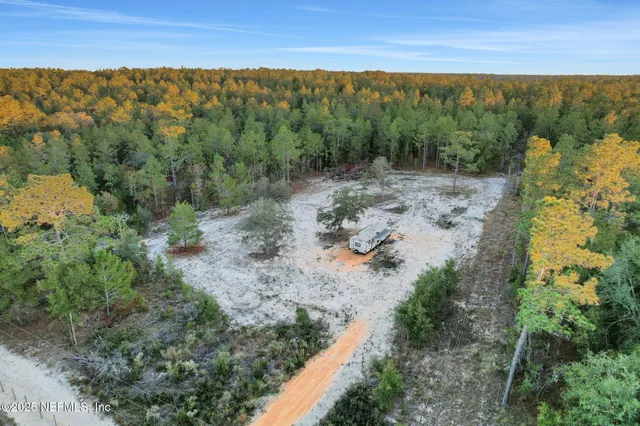 a view of a forest with trees in the background