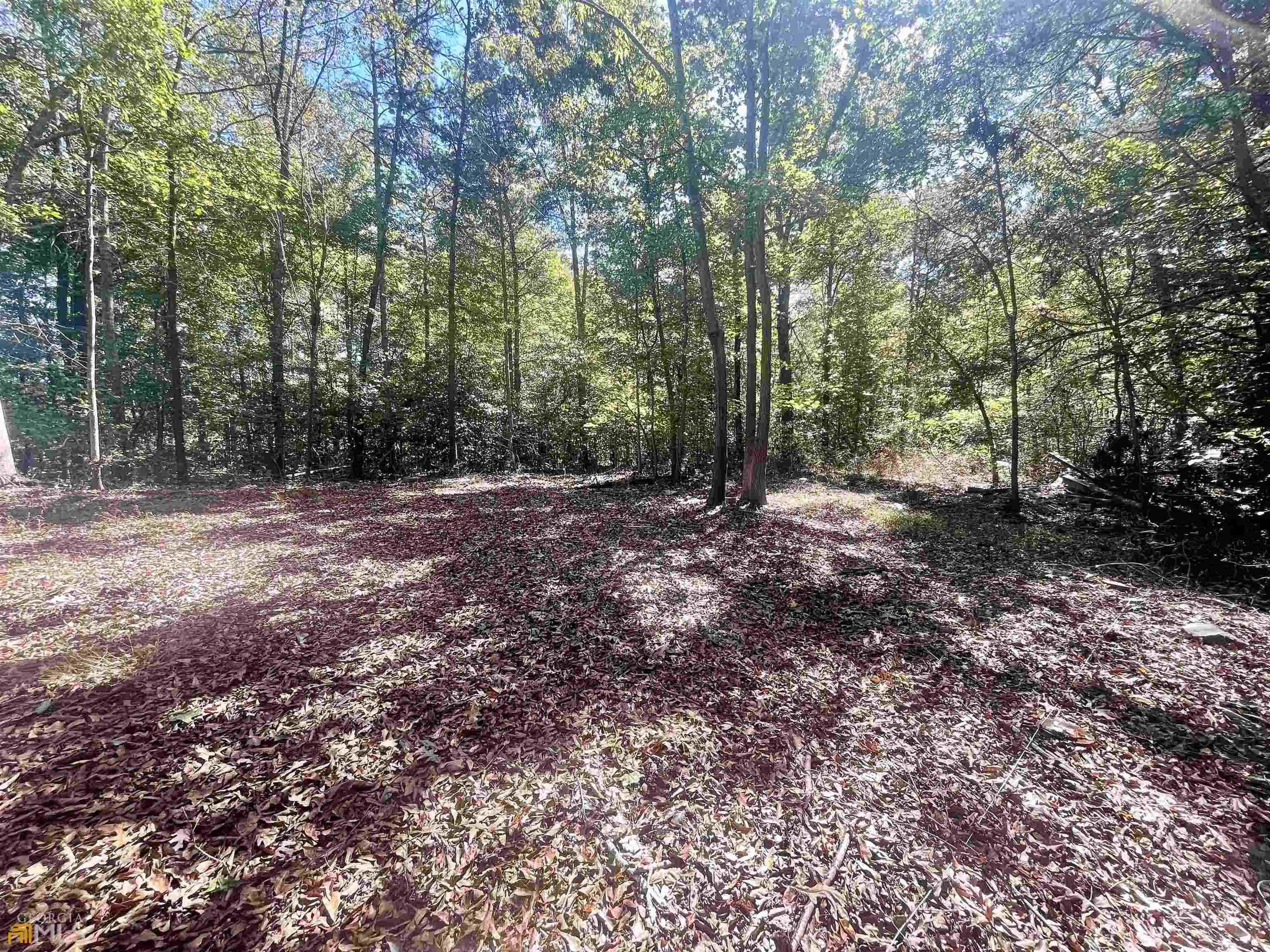 a view of a forest with trees in the background