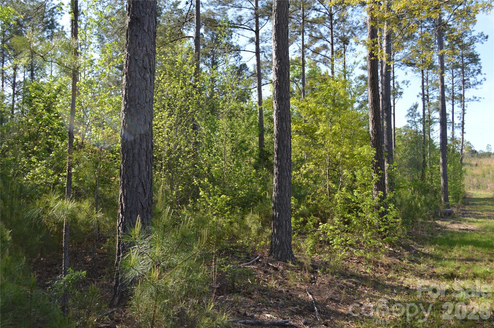 0 Peter Hawk Creek Road, Unit 11 Jonesville, SC 29353 - Photo 10 of 23 a view of forest