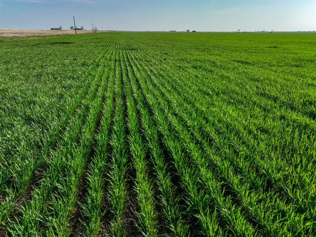 a view of a lush green space