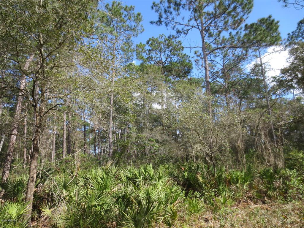 0 Northeast 14th Street Road Silver Springs, FL 34488 - Photo 1 of 1 IMG_0986