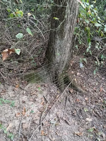 a view of a forest with a tree