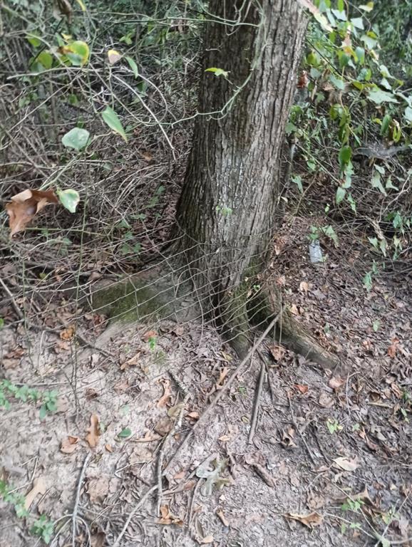 0 Standard Oil Road Shreveport, LA 71108 - Photo 8 of 12 a view of a forest with a tree