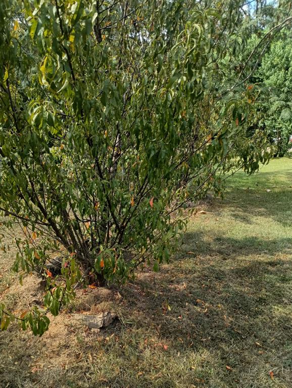 0 Standard Oil Road Shreveport, LA 71108 - Photo 10 of 12 a view of a yard with a tree