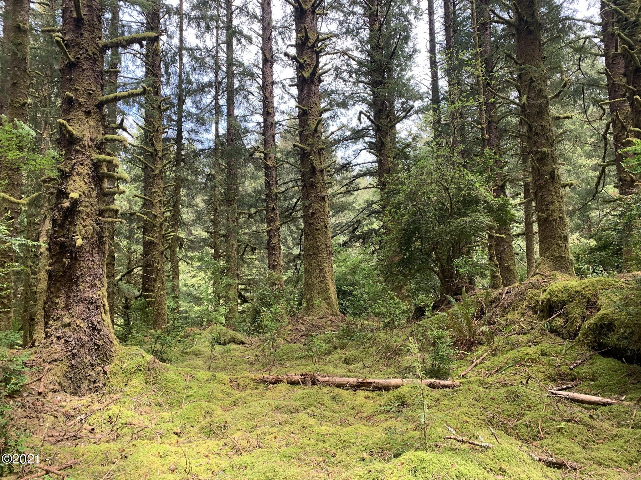 Lot Northeast East Line Road Yachats, OR 97498 - Photo 4 of 15 13