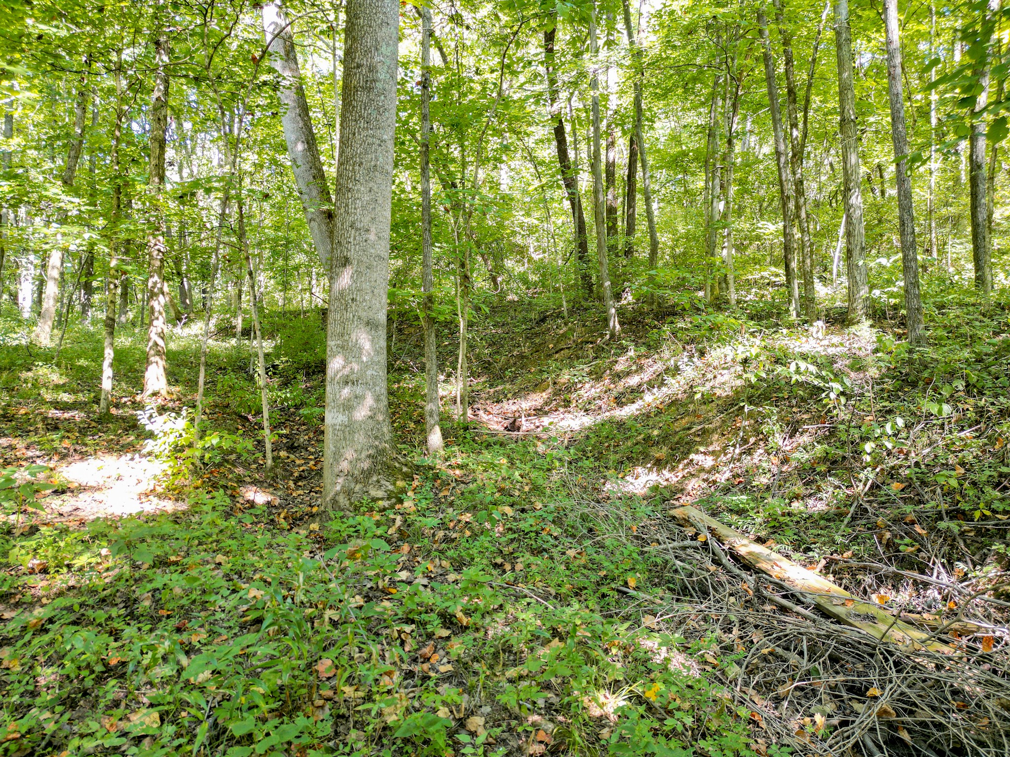 1053 Sam Johnson Road Columbia, TN 38401 - Photo 47 of 53 a plant view in yard