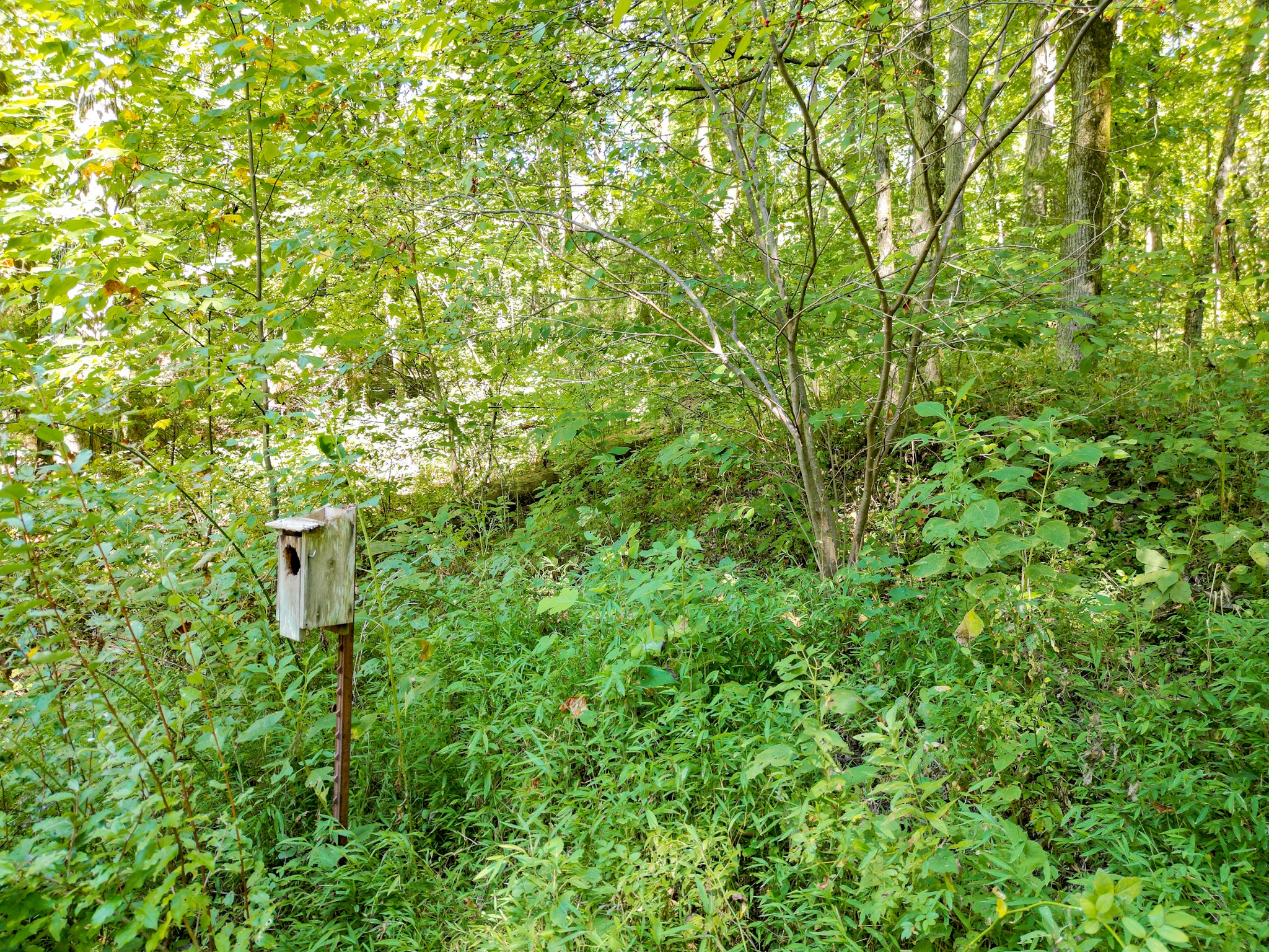 1053 Sam Johnson Road Columbia, TN 38401 - Photo 48 of 53 a view of a lush green forest with large trees