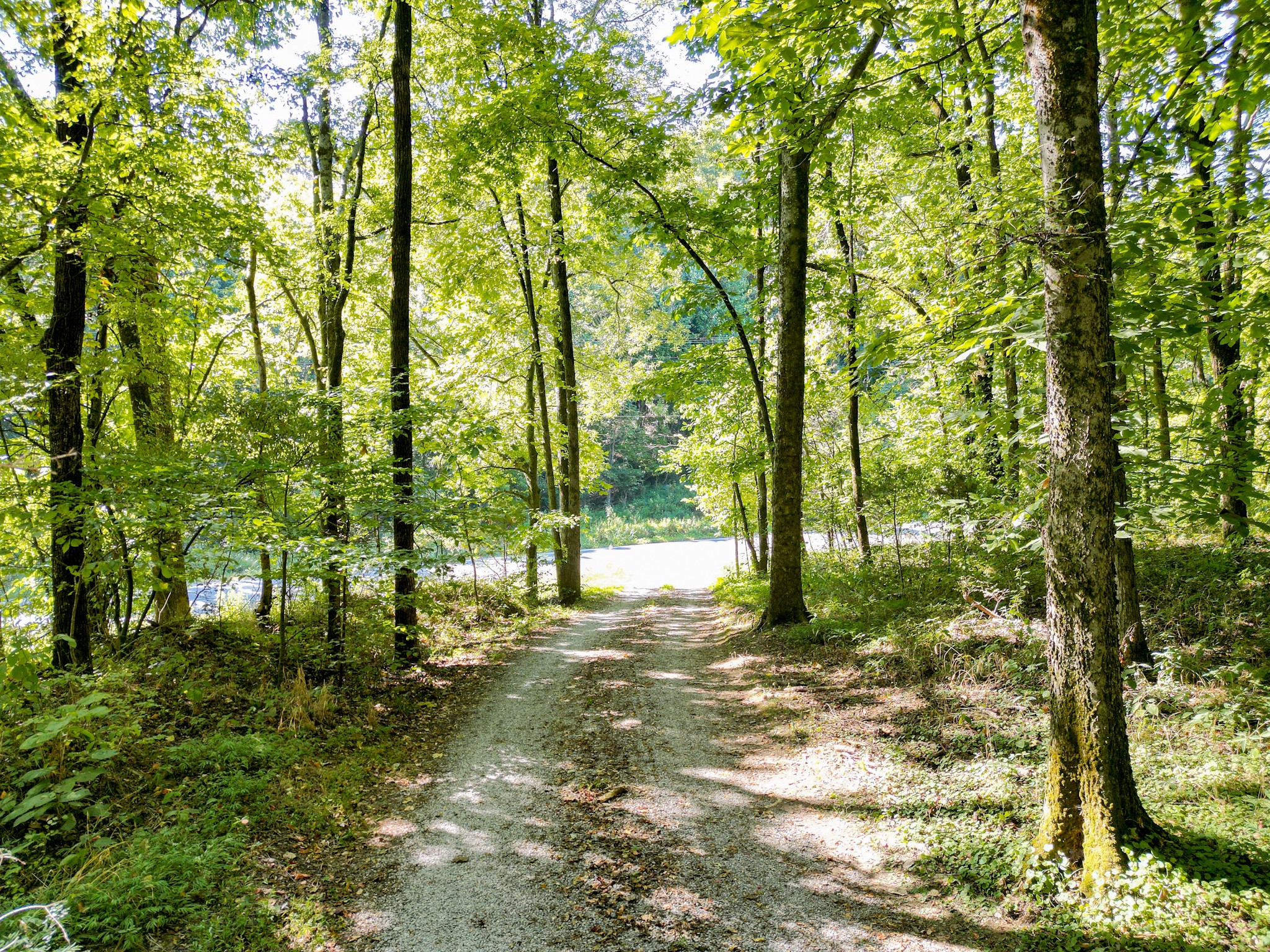 1053 Sam Johnson Road Columbia, TN 38401 - Photo 5 of 53 a view of outdoor space with trees