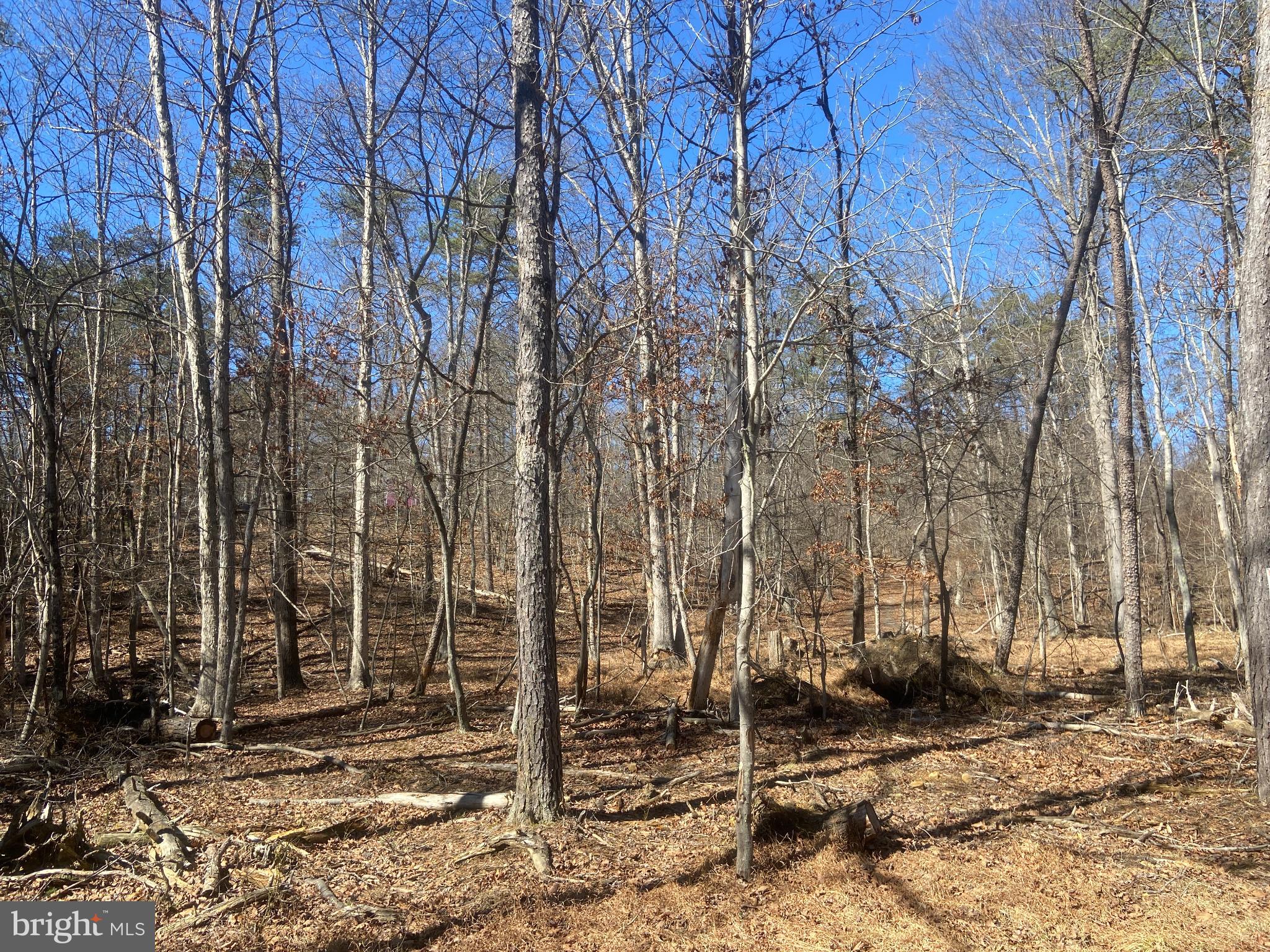 31207 Gold Plains Road Southeast Little Orleans, MD 21766 - Photo 30 of 96 a backyard of a house with lots of trees