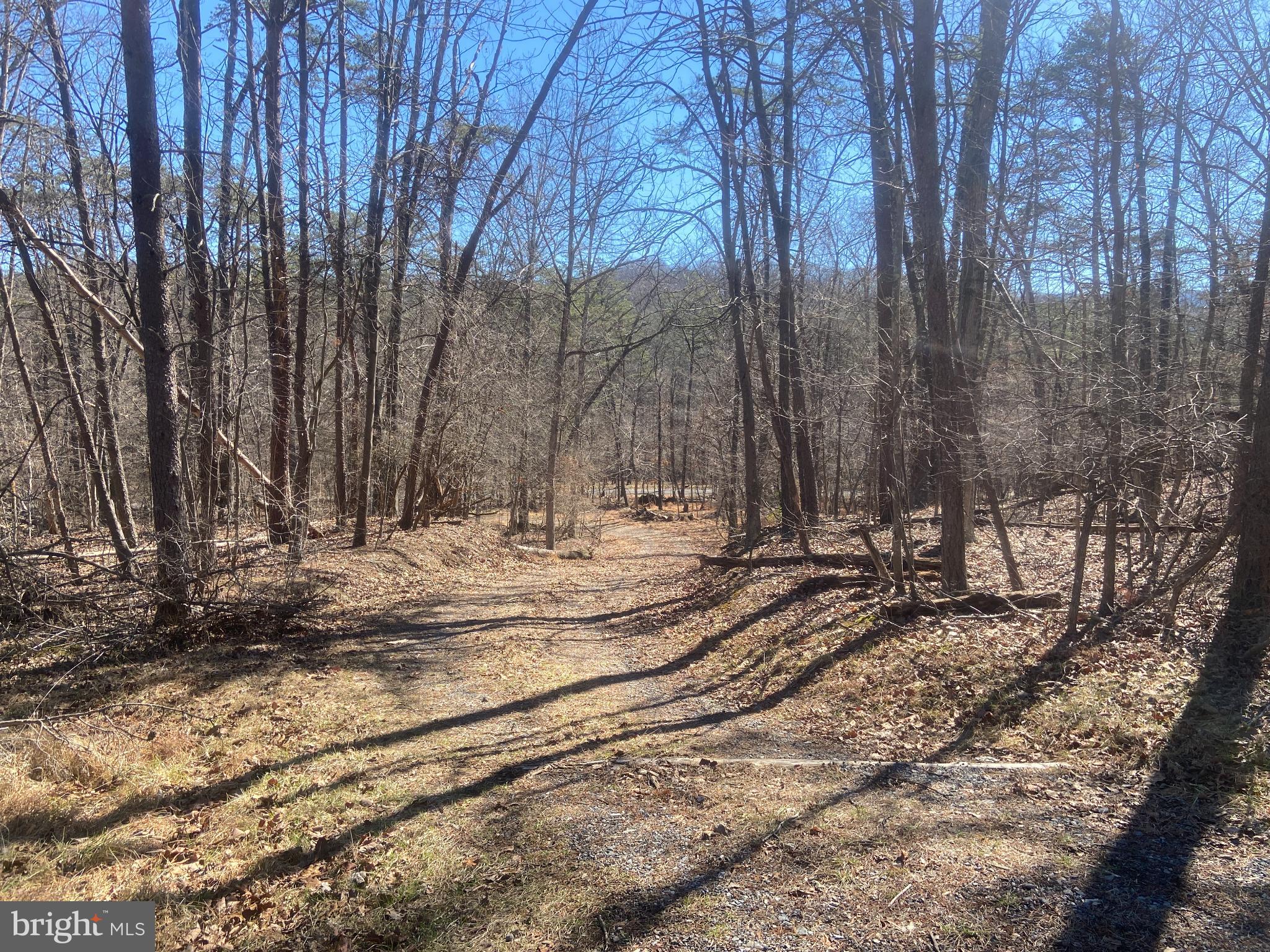 31207 Gold Plains Road Southeast Little Orleans, MD 21766 - Photo 56 of 96 a view of a backyard with large trees