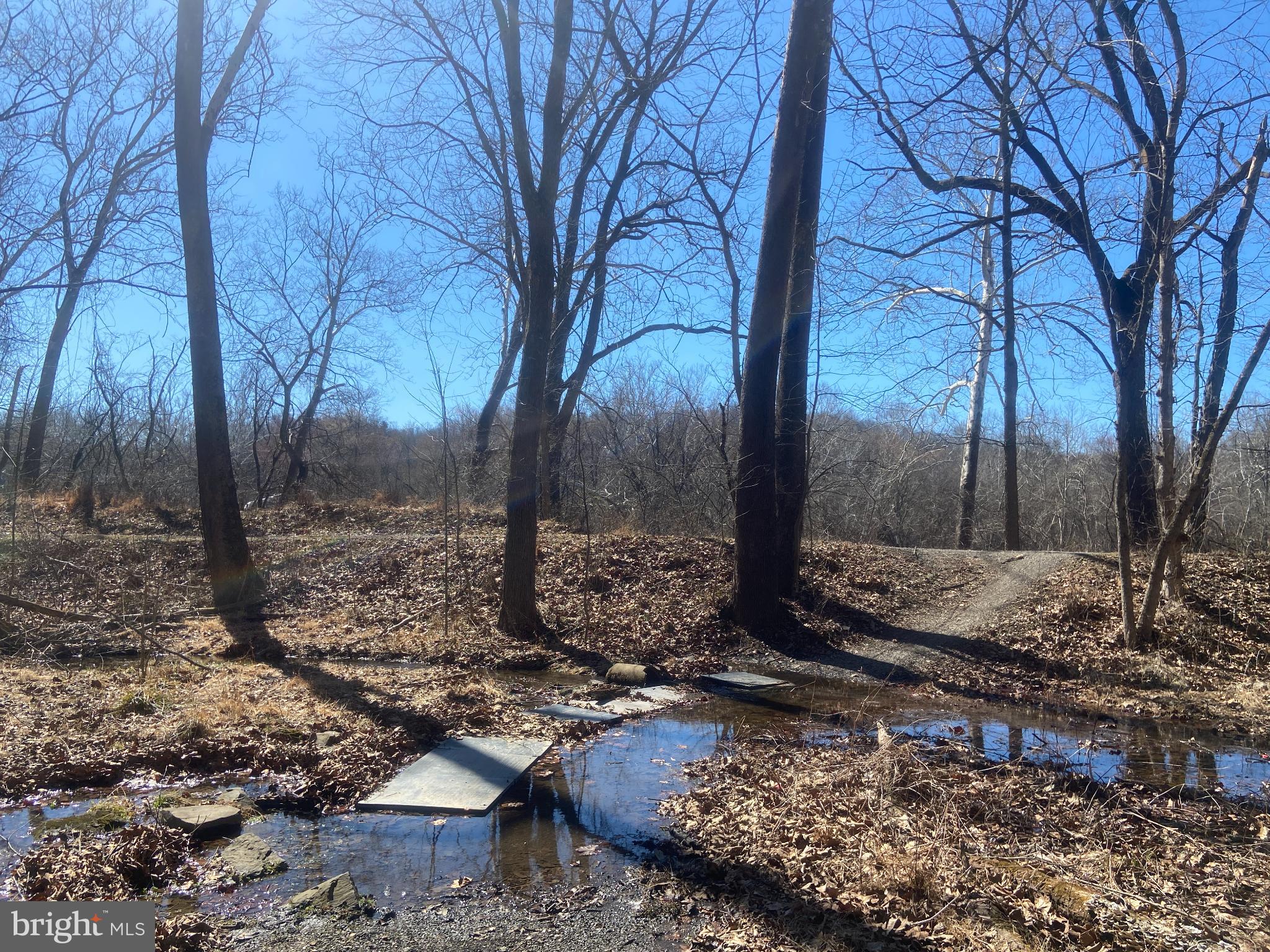 31207 Gold Plains Road Southeast Little Orleans, MD 21766 - Photo 83 of 96 a large tree in middle of the yard