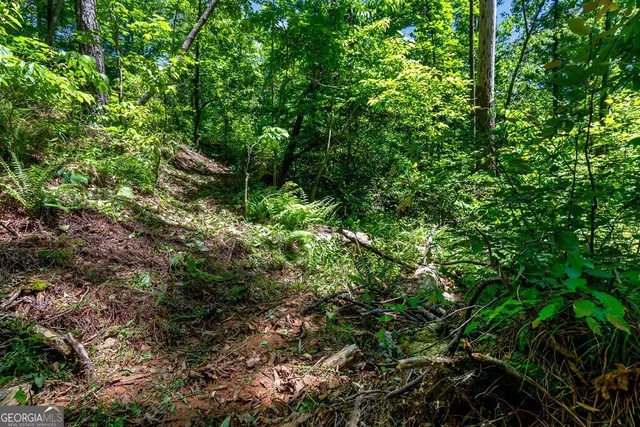 a plant view in yard