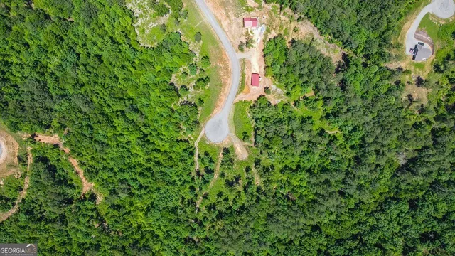 a close up of a plant in a garden