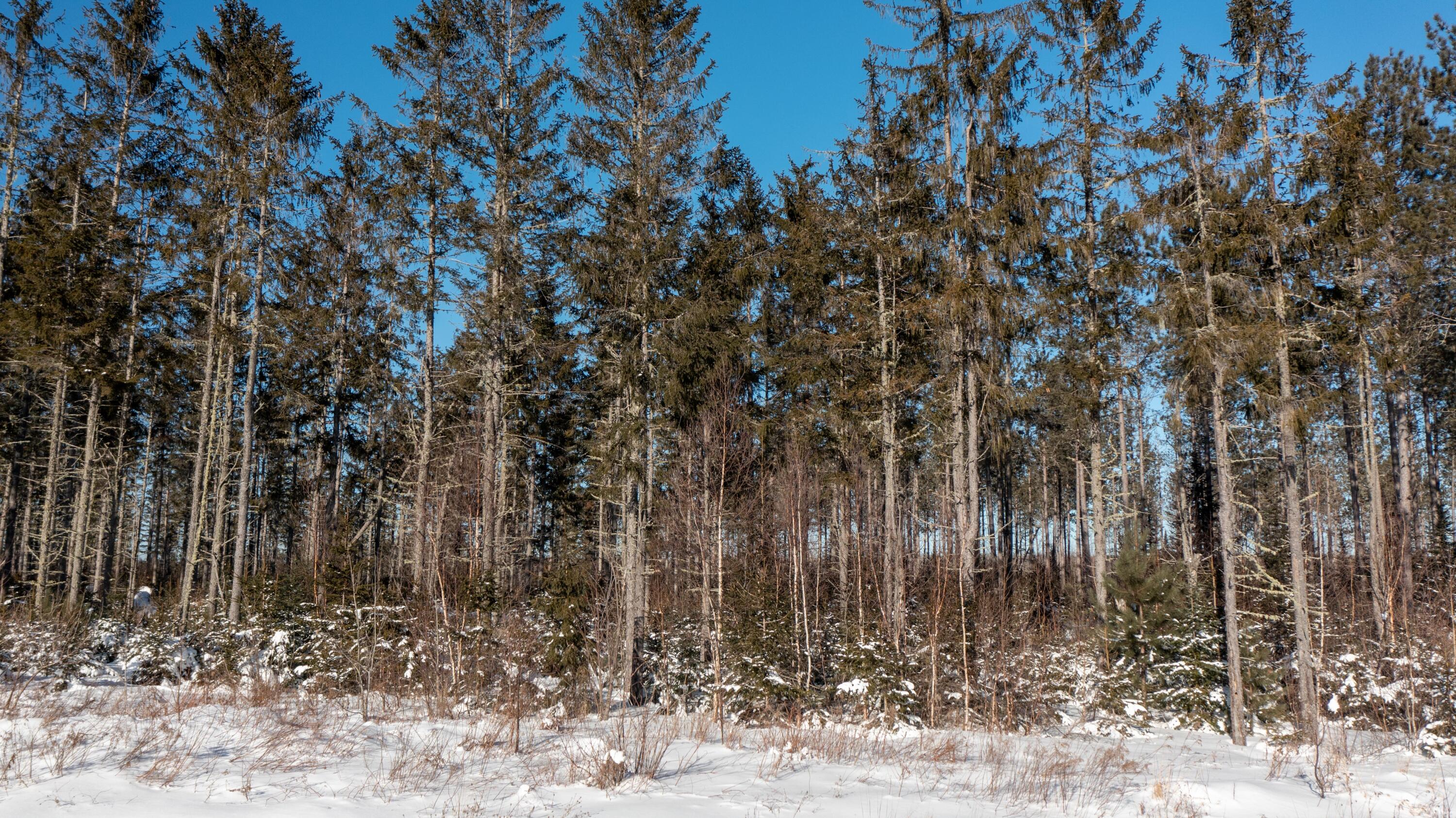 M6-l7 Retreat Road Island Falls, ME 04747 - Photo 13 of 15 Red Pines Retreat (15 of 29)