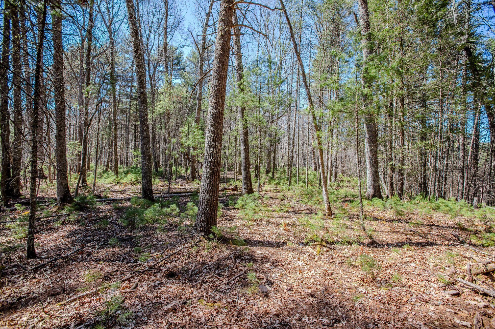11085 Frost Road Marlinton, WV 24954 - Photo 50 of 64 Gallery Image 50