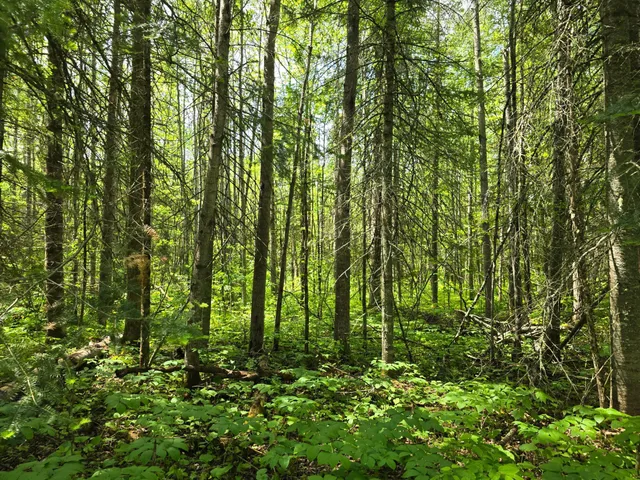 $84,999 | 166 Littlefork Mn 56653, Littlefork, MN 56653