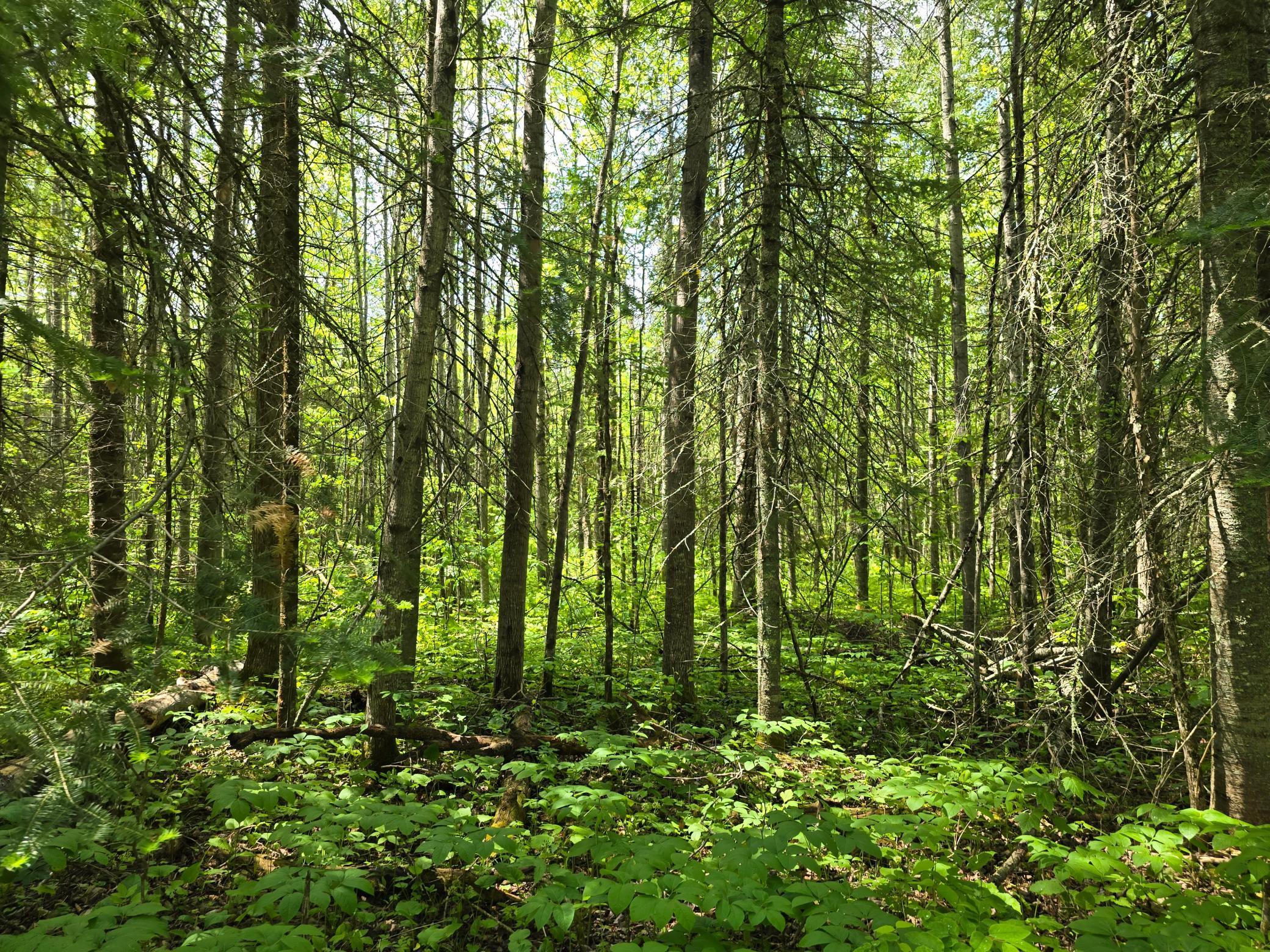 166 Littlefork Mn 56653 Littlefork, MN 56653 - Photo 6 of 11
