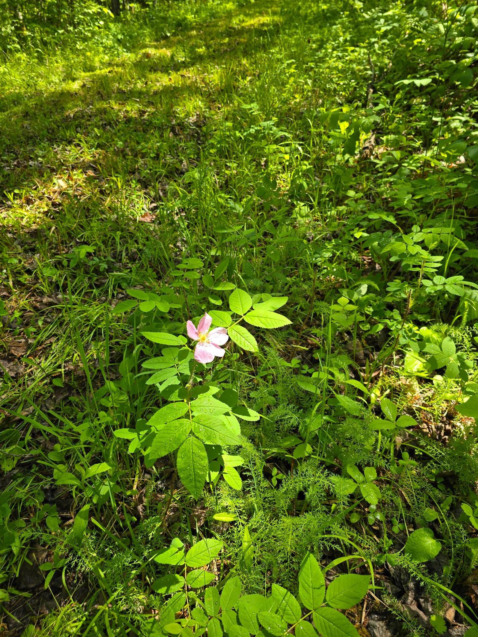 166 Littlefork Mn 56653 Littlefork, MN 56653 - Photo 7 of 11