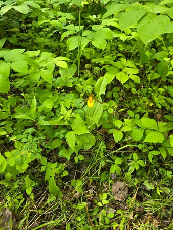 $84,999 | 166 Littlefork Mn 56653, Littlefork, MN 56653