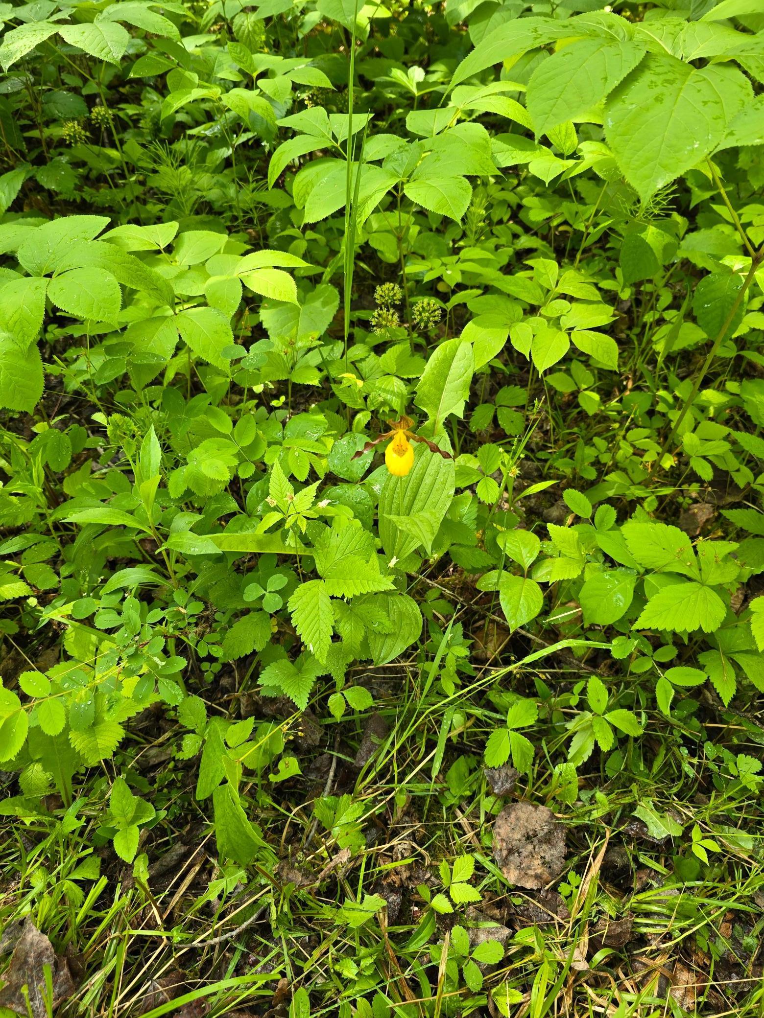 166 Littlefork Mn 56653 Littlefork, MN 56653 - Photo 8 of 11