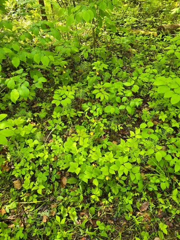 $84,999 | 166 Littlefork Mn 56653, Littlefork, MN 56653