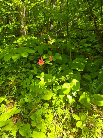 $84,999 | 166 Littlefork Mn 56653, Littlefork, MN 56653