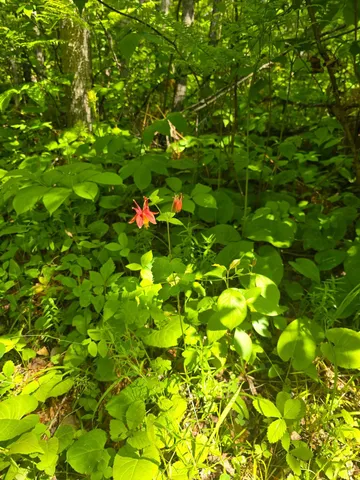 $84,999 | 166 Littlefork Mn 56653, Littlefork, MN 56653