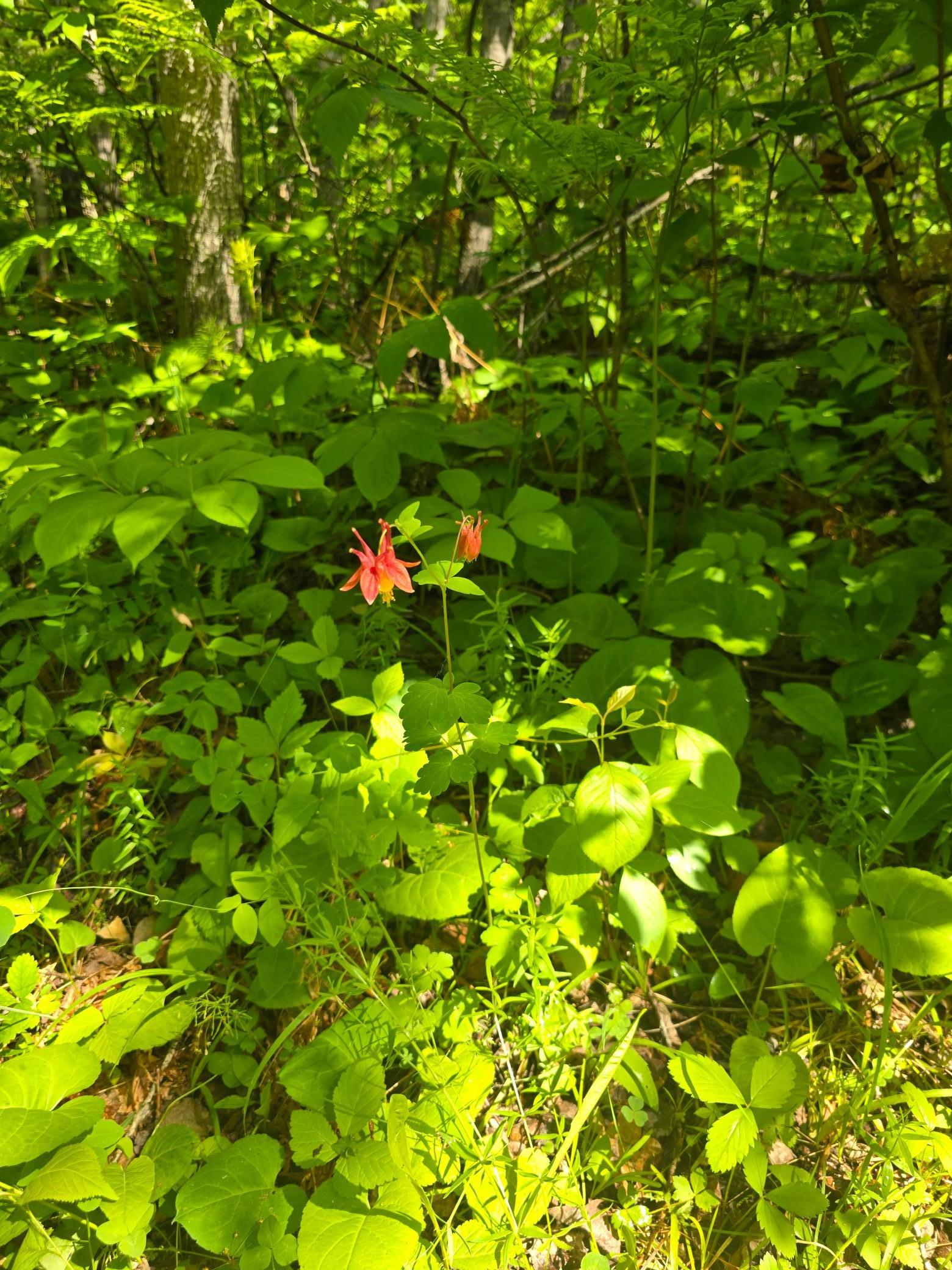 166 Littlefork Mn 56653 Littlefork, MN 56653 - Photo 10 of 11