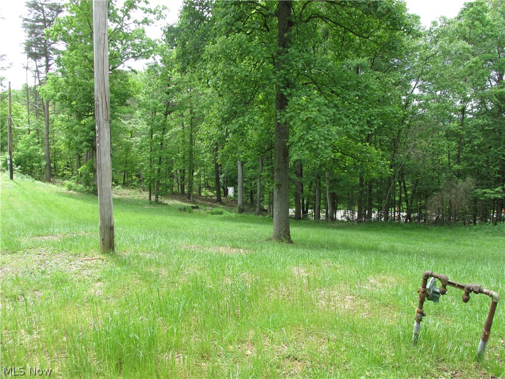 View of local wilderness