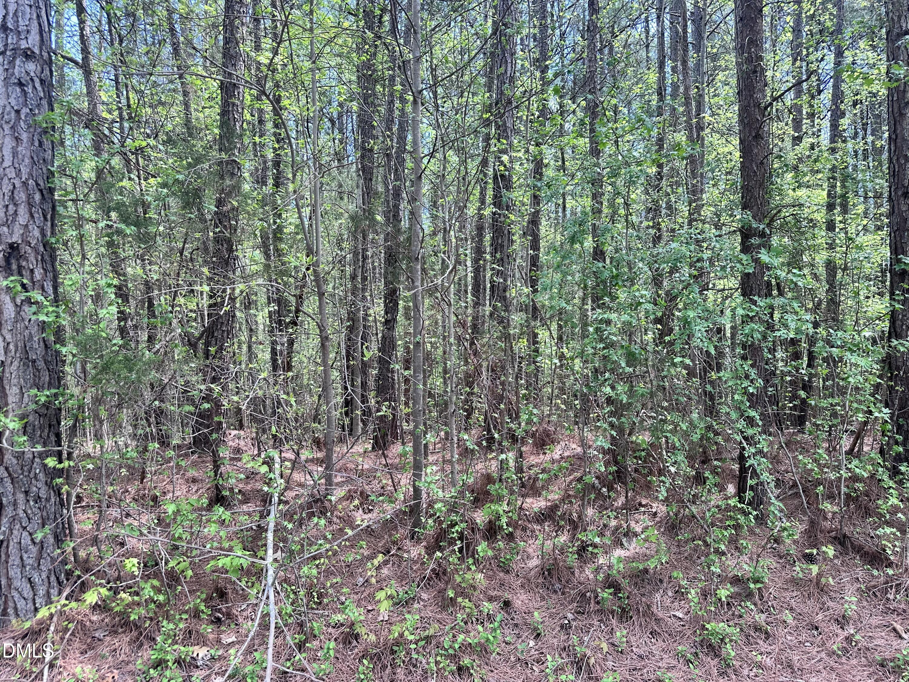 7227 Russell Road Hillsborough, NC 27278 - Photo 1 of 4 a view of a forest that has lots of trees