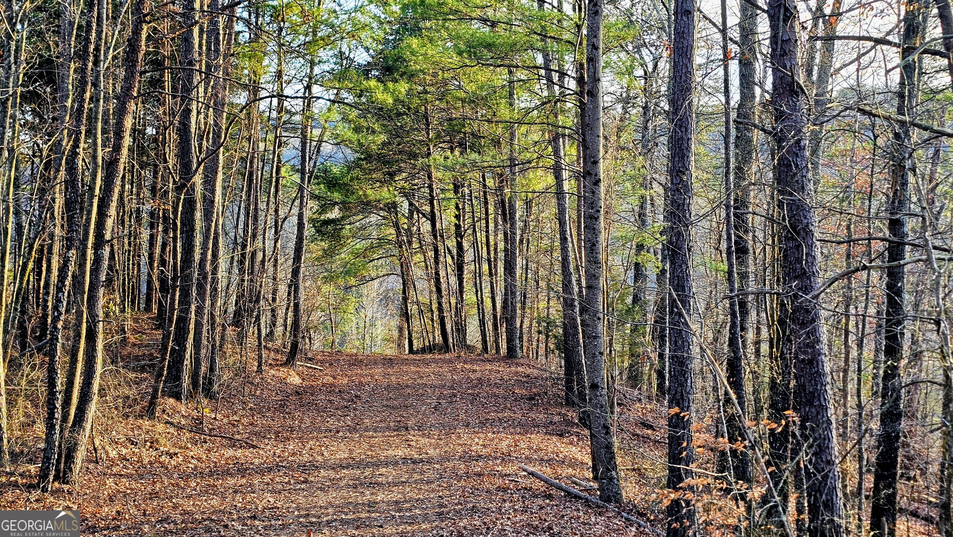 137 Abe Court Ranger, GA 30734 - Photo 4 of 15 a view of a backyard