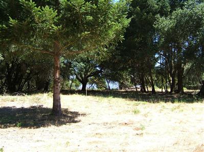 2843 Bardy Road Santa Rosa, CA 95404 - Photo 3 of 8 a view of a yard with a tree