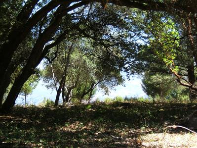 2843 Bardy Road Santa Rosa, CA 95404 - Photo 4 of 8 a view of a tree