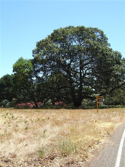 2843 Bardy Road Santa Rosa, CA 95404 - Photo 5 of 8 a view of a yard