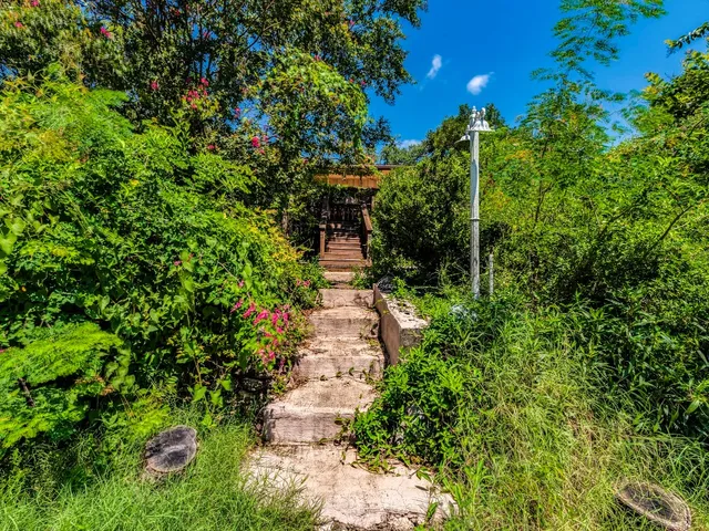 a view of a garden with plants
