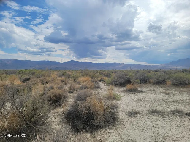 a view of a dry yard with lots of trees