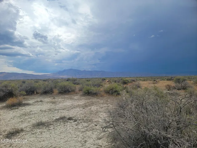 a view of a big yard with lots of bushes